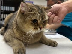 -中农国际动物医院24小时·猫科·骨科·急重症中心