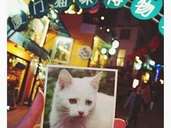 -猫咪博物馆(顶澳仔猫街店)