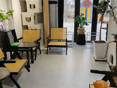 -琪喵猫屋·撸猫猫咖·猫舍