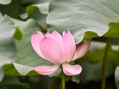 -莘庄公园