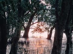 -宝安西湾红树林湿地公园