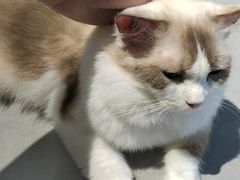 -琪喵猫屋·撸猫猫咖·猫舍