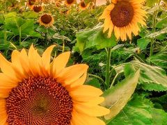 -乡村基(北部新区重科院餐厅)