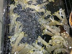 冰镇花螺-海鲜e族(马王堆店)