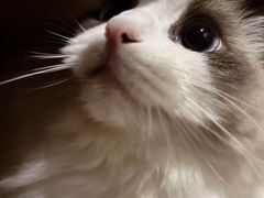 -欣宠猫屋·矮脚拿破仑·蓝金金渐层
