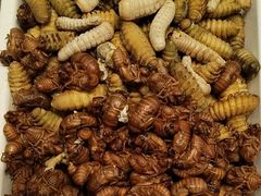 -码头鲜精致威海菜(欧乐坊店)