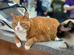 -四月宠物医院·猫专科·心脏专科·内科(转塘店)