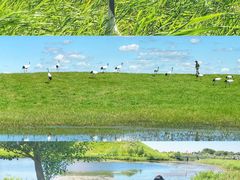 -黑龙江扎龙生态旅游区