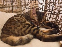 -猫腻·猫咖·撸猫馆(星光大道店)
