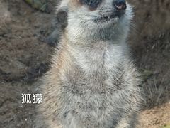 -深圳野生动物园