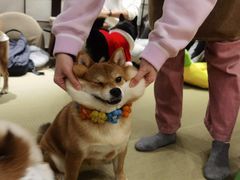 -逗柴咖啡屋·狗咖猫咖宠物桌游