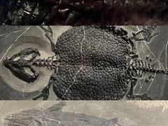 -贵州省博物馆(新馆)