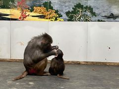 -西安秦岭野生动物园