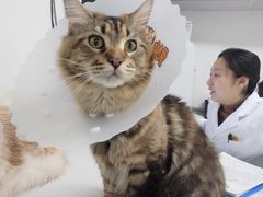 -达爱动物医院·犬猫分区·CT·复杂眼科(远洋山水分院)