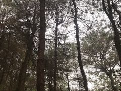 -铁山坪森林公园