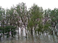 -宝安西湾红树林湿地公园