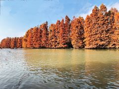 -上海海湾国家森林公园