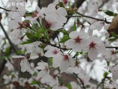 -西安青龙寺遗址景区