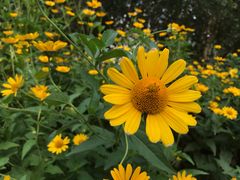 -望湖公园