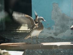 -青藏高原野生动物园