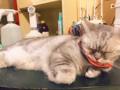 -猫色咖啡·猫咖