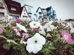 -紫颐香薰山谷景区