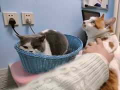 -纳吉亚猫专科动物医院博雅分院