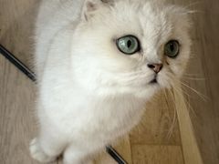 -CAT’S MEWSTAR CAFE·喵星球猫屋(晴湾咖啡店)