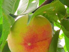 -老袁家蜜桃农场·阳山水蜜桃