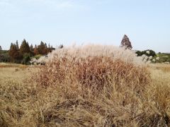 -良渚古城遗址公园