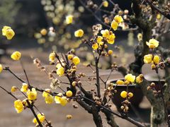 -三圣花乡旅游区