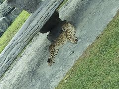 -北京野生动物园