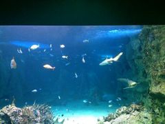 -悉尼海洋生物水族馆