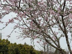 -皇粮浜湿地公园