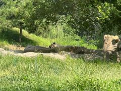 -北京野生动物园