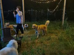 -趣多多宠物公园·宠物训犬学校·宠物寄养