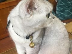 -李小姐の猫咖啡馆(五角场店)