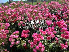 -花博汇(知音花月夜)