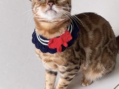 -琪喵猫屋·撸猫猫咖·猫舍