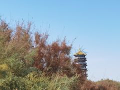 -金塔沙漠胡杨林景区