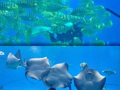 -珠海长隆海洋王国