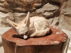 -绿色星球动物主题公园