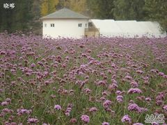 -紫海香堤香草艺术庄园