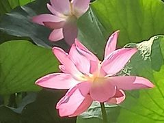 -大宁郁金香公园-停车场