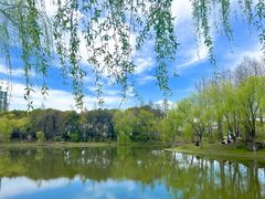 -顾村公园