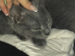 -喵zoo家庭繁育猫舍(尖东智能花园店)