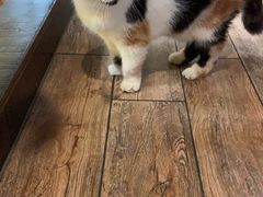 -more than meow吴止猫主题餐厅(承德 中船汇店)