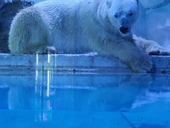 -芜湖新华联大白鲸海洋公园
