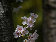 -高东镇樱花园