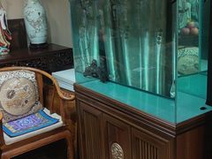 -中环花鸟鱼虫市场